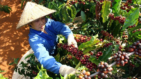 Nhiều rủi ro trong xuất khẩu cà phê - Ảnh 1. Nhiều rủi ro trong xuất khẩu cà phê - Ảnh 1.