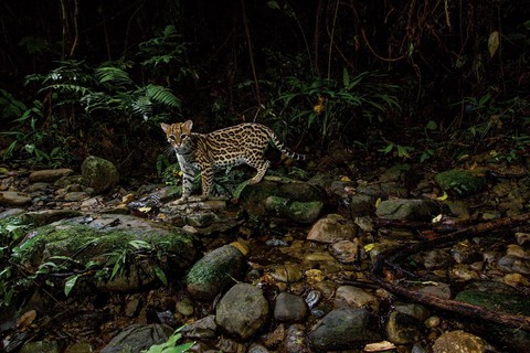 Hoàng Liên Sơn - điểm du lịch đáng đến 2019 của National Geographic - Ảnh 14. Hoàng Liên Sơn - điểm du lịch đáng đến 2019 của National Geographic - Ảnh 14.
