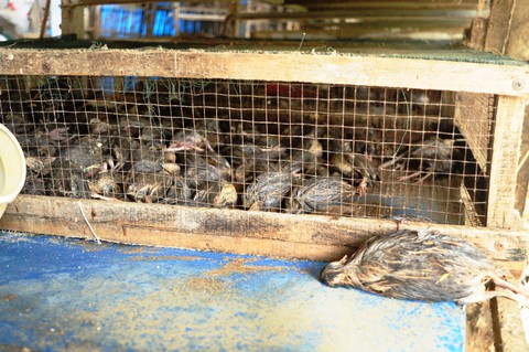 Dân khóc nghẹn nhìn gà vịt chết chìm trong nước - Ảnh 16. Dân khóc nghẹn nhìn gà vịt chết chìm trong nước - Ảnh 16.