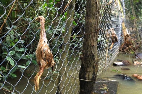Dân khóc nghẹn nhìn gà vịt chết chìm trong nước - Ảnh 6. Dân khóc nghẹn nhìn gà vịt chết chìm trong nước - Ảnh 6.