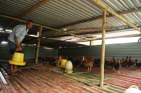 Dân khóc nghẹn nhìn gà vịt chết chìm trong nước - Ảnh 9. Dân khóc nghẹn nhìn gà vịt chết chìm trong nước - Ảnh 9.