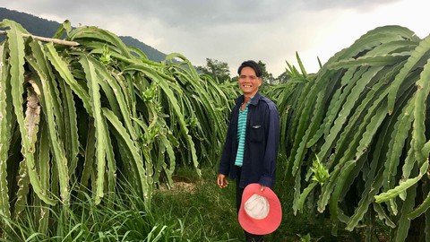 Ra tù làm lại cuộc đời - kỳ 7: Tỉ phú thanh long - Ảnh 3. Ra tù làm lại cuộc đời - kỳ 7: Tỉ phú thanh long - Ảnh 3.