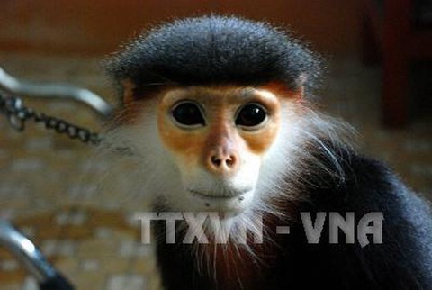 Gắn việc bảo tồn voọc chà vá với phát triển du lịch bền vững - Ảnh 1. Gắn việc bảo tồn voọc chà vá với phát triển du lịch bền vững - Ảnh 1.