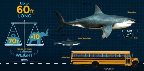 Siêu cá mập Megalodon tuyệt chủng vì ung thư? - Ảnh 1. Siêu cá mập Megalodon tuyệt chủng vì ung thư? - Ảnh 1.