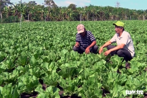 Dân khóc ròng vì chủ vựa mua rau xong “biến mất” - Ảnh 1. Dân khóc ròng vì chủ vựa mua rau xong “biến mất” - Ảnh 1.