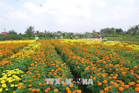 Hơn 10 triệu sản phẩm hoa Tết được đặt hàng - Ảnh 1. Hơn 10 triệu sản phẩm hoa Tết được đặt hàng - Ảnh 1.