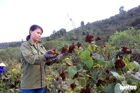 Về nơi lèn đá tỉa bắp, khơi dòng nước - Ảnh 2. Về nơi lèn đá tỉa bắp, khơi dòng nước - Ảnh 2.