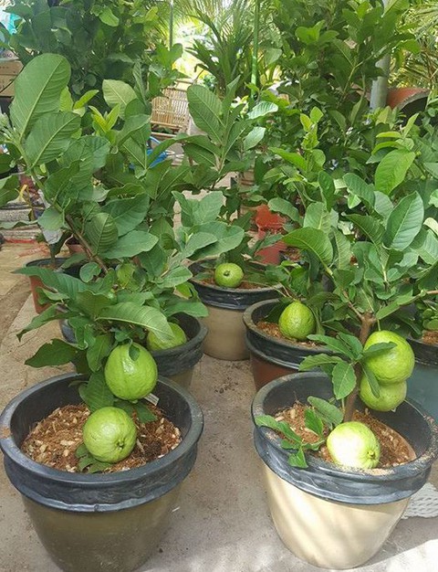 Đi Co.opmart mua cây ổi có trái giá chỉ 50.000đồng/cây. - Ảnh 1. Đi Co.opmart mua cây ổi có trái giá chỉ 50.000đồng/cây. - Ảnh 1.