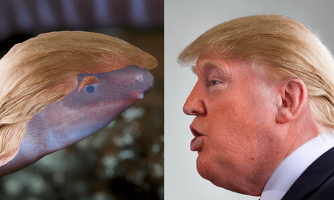 Vì sao sinh vật mù được đặt theo tên tổng thống Donald Trump? - Ảnh 2. Vì sao sinh vật mù được đặt theo tên tổng thống Donald Trump? - Ảnh 2.