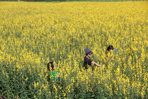 Tháng 12, Chiang Mai rực rỡ mùa hoa anh đào - Ảnh 9. Tháng 12, Chiang Mai rực rỡ mùa hoa anh đào - Ảnh 9.