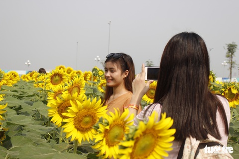 Cuối tuần đi chụp ảnh vườn hoa hướng dương ở TP.HCM - Ảnh 4. Cuối tuần đi chụp ảnh vườn hoa hướng dương ở TP.HCM - Ảnh 4.