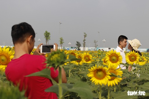 Cuối tuần đi chụp ảnh vườn hoa hướng dương ở TP.HCM - Ảnh 6. Cuối tuần đi chụp ảnh vườn hoa hướng dương ở TP.HCM - Ảnh 6.