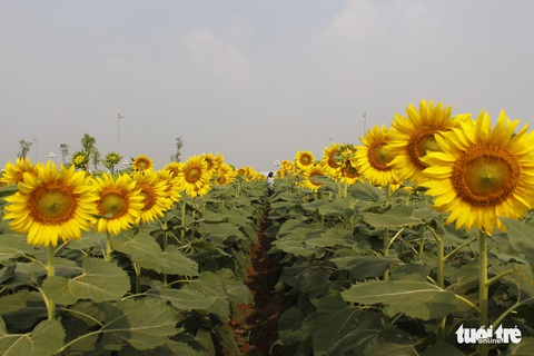 Cuối tuần đi chụp ảnh vườn hoa hướng dương ở TP.HCM - Ảnh 8. Cuối tuần đi chụp ảnh vườn hoa hướng dương ở TP.HCM - Ảnh 8.