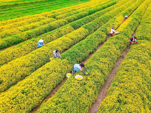 Cánh đồng cúc chi nở rộ ở Hưng Yên - Ảnh 4. Cánh đồng cúc chi nở rộ ở Hưng Yên - Ảnh 4.