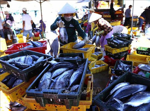 Công bố nhãn hiệu Cá ngừ đại dương Bình Định - Ảnh 1. Công bố nhãn hiệu Cá ngừ đại dương Bình Định - Ảnh 1.