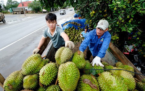 Nông sản Việt Nam sang Trung Quốc gặp khó - Ảnh 1. Nông sản Việt Nam sang Trung Quốc gặp khó - Ảnh 1.