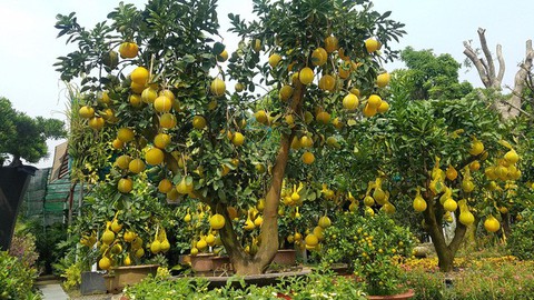 Bưởi Diễn chưng Tết đã có ở TP.HCM, giá cao nhất 65 triệu đồng/cây - Ảnh 1. Bưởi Diễn chưng Tết đã có ở TP.HCM, giá cao nhất 65 triệu đồng/cây - Ảnh 1.