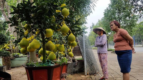 Bưởi Diễn chưng Tết đã có ở TP.HCM, giá cao nhất 65 triệu đồng/cây - Ảnh 2. Bưởi Diễn chưng Tết đã có ở TP.HCM, giá cao nhất 65 triệu đồng/cây - Ảnh 2.