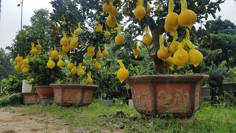 Bưởi Diễn chưng Tết đã có ở TP.HCM, giá cao nhất 65 triệu đồng/cây - Ảnh 4. Bưởi Diễn chưng Tết đã có ở TP.HCM, giá cao nhất 65 triệu đồng/cây - Ảnh 4.