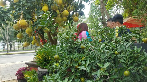 Bưởi Diễn chưng Tết đã có ở TP.HCM, giá cao nhất 65 triệu đồng/cây - Ảnh 6. Bưởi Diễn chưng Tết đã có ở TP.HCM, giá cao nhất 65 triệu đồng/cây - Ảnh 6.