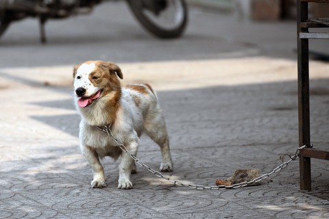 Anh công nhân cứu chú chó bị xích vùng vẫy tuyệt vọng trong đám cháy - Ảnh 3. Anh công nhân cứu chú chó bị xích vùng vẫy tuyệt vọng trong đám cháy - Ảnh 3.