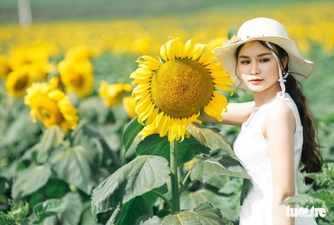 Lạc bước giữa cánh đồng hoa hướng dương ở Nghệ An - Ảnh 1. Lạc bước giữa cánh đồng hoa hướng dương ở Nghệ An - Ảnh 1.
