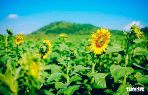 Lạc bước giữa cánh đồng hoa hướng dương ở Nghệ An - Ảnh 4. Lạc bước giữa cánh đồng hoa hướng dương ở Nghệ An - Ảnh 4.