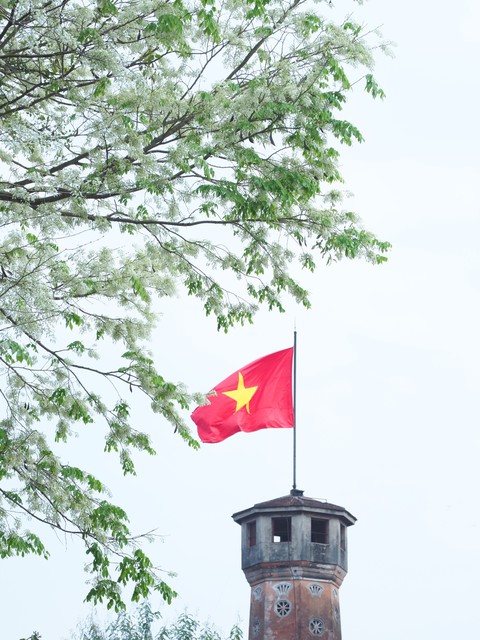 Phút chùng lòng cuối năm, rưng rưng nhớ những mùa hoa Hà Nội - Ảnh 5. Phút chùng lòng cuối năm, rưng rưng nhớ những mùa hoa Hà Nội - Ảnh 5.