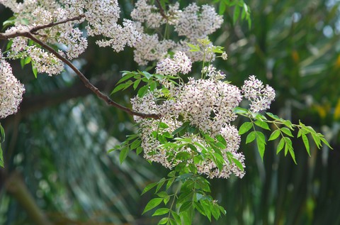 Phút chùng lòng cuối năm, rưng rưng nhớ những mùa hoa Hà Nội - Ảnh 8. Phút chùng lòng cuối năm, rưng rưng nhớ những mùa hoa Hà Nội - Ảnh 8.