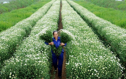 Phút chùng lòng cuối năm, rưng rưng nhớ những mùa hoa Hà Nội - Ảnh 17. Phút chùng lòng cuối năm, rưng rưng nhớ những mùa hoa Hà Nội - Ảnh 17.