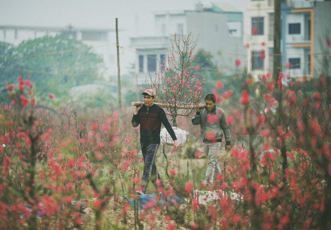 Phút chùng lòng cuối năm, rưng rưng nhớ những mùa hoa Hà Nội - Ảnh 3. Phút chùng lòng cuối năm, rưng rưng nhớ những mùa hoa Hà Nội - Ảnh 3.