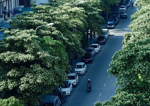 Phút chùng lòng cuối năm, rưng rưng nhớ những mùa hoa Hà Nội - Ảnh 14. Phút chùng lòng cuối năm, rưng rưng nhớ những mùa hoa Hà Nội - Ảnh 14.