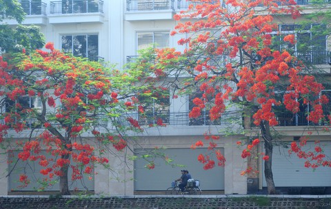 Phút chùng lòng cuối năm, rưng rưng nhớ những mùa hoa Hà Nội - Ảnh 11. Phút chùng lòng cuối năm, rưng rưng nhớ những mùa hoa Hà Nội - Ảnh 11.