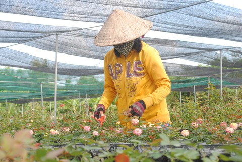 Hoa cúc tết miền Tây nở sớm do mưa - Ảnh 6. Hoa cúc tết miền Tây nở sớm do mưa - Ảnh 6.