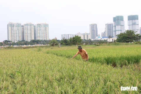 Làm ruộng giữa thành phố nhộn nhịp - Ảnh 2. Làm ruộng giữa thành phố nhộn nhịp - Ảnh 2.