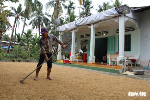 Làm ruộng giữa thành phố nhộn nhịp - Ảnh 5. Làm ruộng giữa thành phố nhộn nhịp - Ảnh 5.