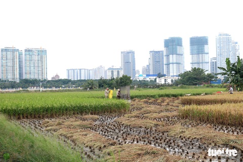 Làm ruộng giữa thành phố nhộn nhịp - Ảnh 3. Làm ruộng giữa thành phố nhộn nhịp - Ảnh 3.