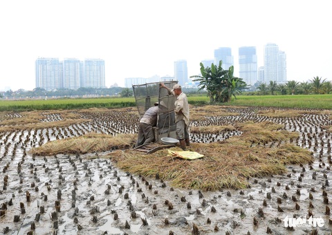 Làm ruộng giữa thành phố nhộn nhịp - Ảnh 4. Làm ruộng giữa thành phố nhộn nhịp - Ảnh 4.