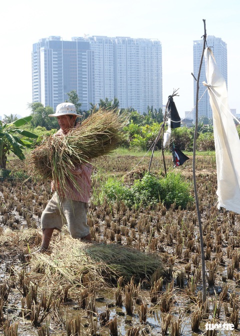 Làm ruộng giữa thành phố nhộn nhịp - Ảnh 8. Làm ruộng giữa thành phố nhộn nhịp - Ảnh 8.