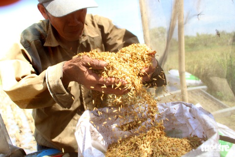 Làm ruộng giữa thành phố nhộn nhịp - Ảnh 9. Làm ruộng giữa thành phố nhộn nhịp - Ảnh 9.