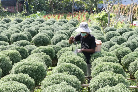 Hoa cúc tết miền Tây nở sớm do mưa - Ảnh 2. Hoa cúc tết miền Tây nở sớm do mưa - Ảnh 2.