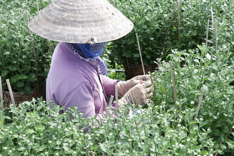 Hoa cúc tết miền Tây nở sớm do mưa - Ảnh 3. Hoa cúc tết miền Tây nở sớm do mưa - Ảnh 3.