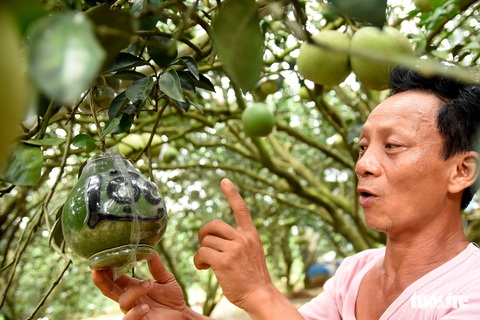 Bưởi tết tạo hình hồ lô, thỏi vàng có chữ Tài – Lộc “cháy” hàng - Ảnh 1.