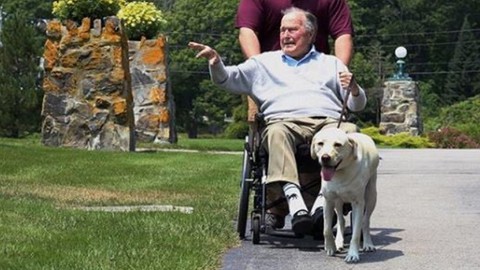 Xúc động hình ảnh chú chó Sully trung thành của ông Bush ‘cha’ - Ảnh 8. Xúc động hình ảnh chú chó Sully trung thành của ông Bush ‘cha’ - Ảnh 8.