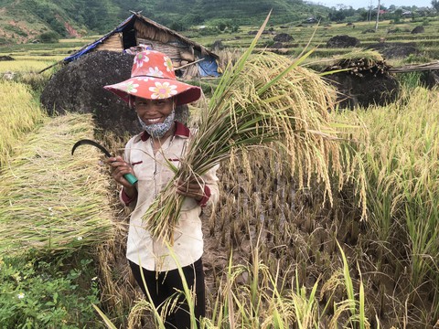Noong Hẻo hồi sinh sau nạn vàng tặc - Ảnh 6. Noong Hẻo hồi sinh sau nạn vàng tặc - Ảnh 6.