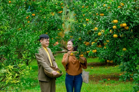 Ngất ngây mùa quýt vàng Bắc Sơn - Ảnh 4. Ngất ngây mùa quýt vàng Bắc Sơn - Ảnh 4.