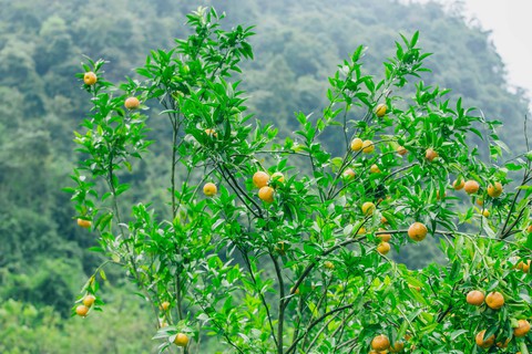 Ngất ngây mùa quýt vàng Bắc Sơn - Ảnh 6. Ngất ngây mùa quýt vàng Bắc Sơn - Ảnh 6.