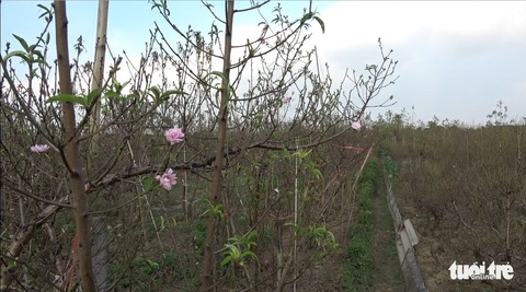 Đào Nhật Tân nở sớm, xuống phố trước tết 2 tháng - Ảnh 2. Đào Nhật Tân nở sớm, xuống phố trước tết 2 tháng - Ảnh 2.