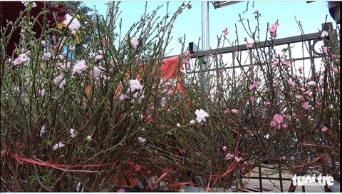 Đào Nhật Tân nở sớm, xuống phố trước tết 2 tháng - Ảnh 5. Đào Nhật Tân nở sớm, xuống phố trước tết 2 tháng - Ảnh 5.