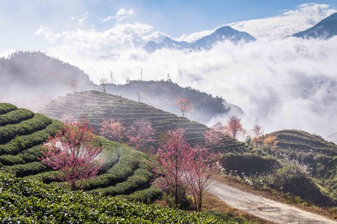 Sắc xuân đến sớm, rừng anh đào khoe sắc giữa đồi chè Sa Pa - Ảnh 5. Sắc xuân đến sớm, rừng anh đào khoe sắc giữa đồi chè Sa Pa - Ảnh 5.